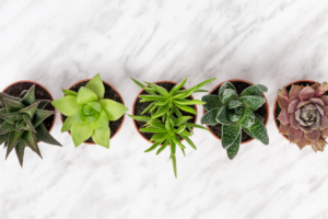 Featured_Gifts for Plant Lovers